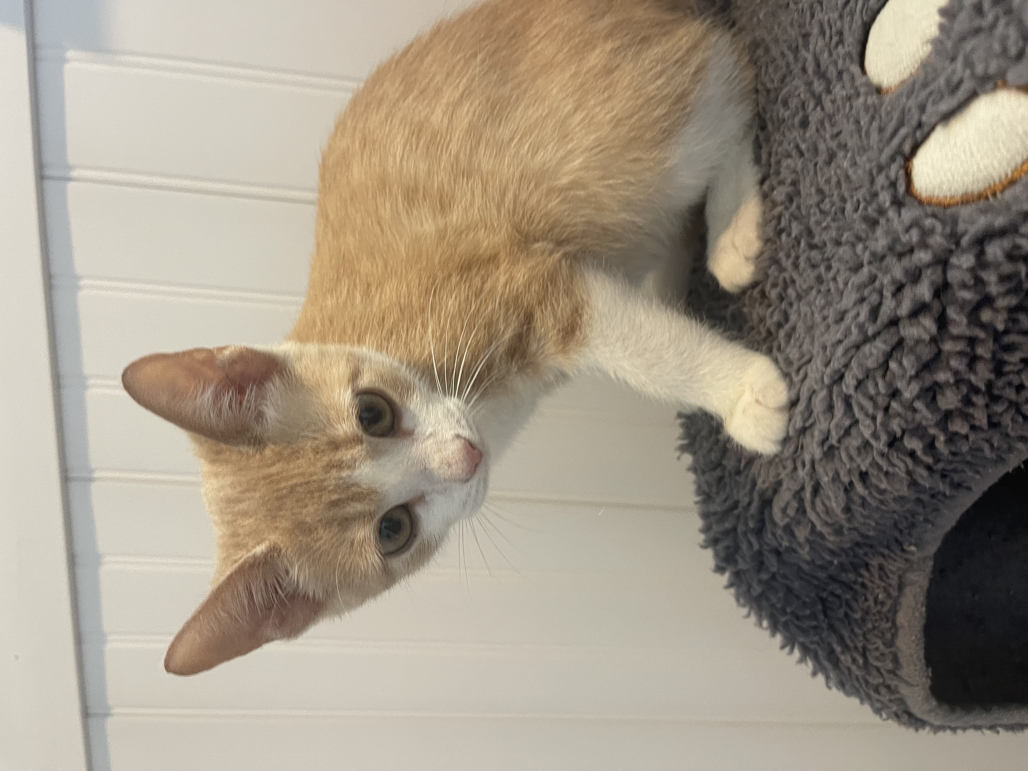 Cat for adoption Hugo Boss Littlefoot, a Domestic Short Hair in