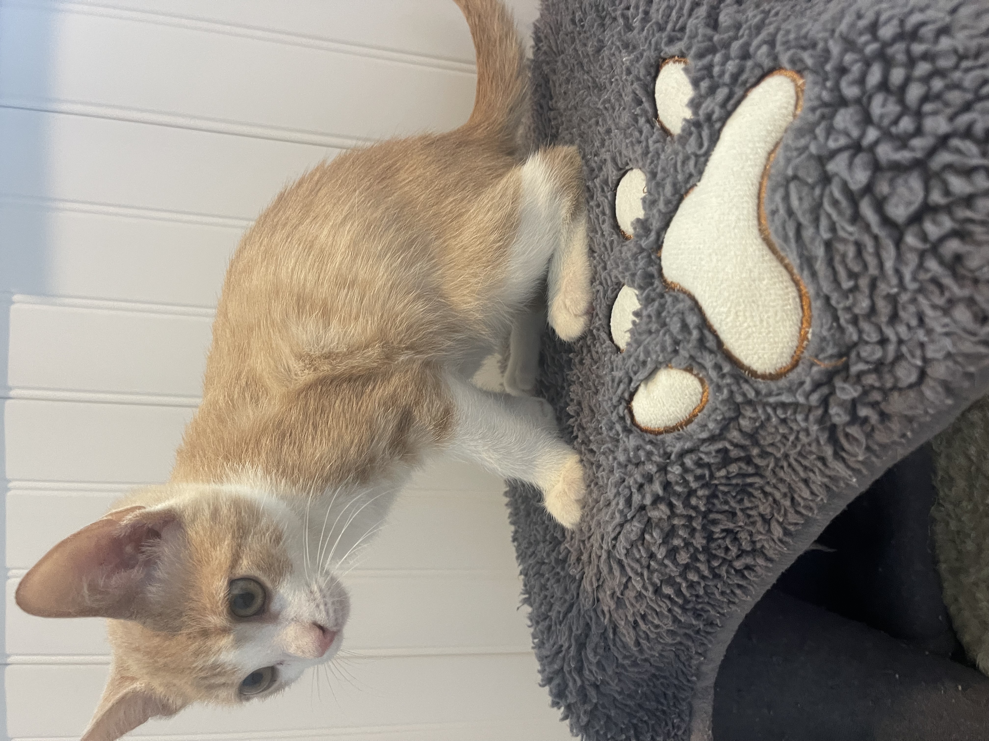 Cat for adoption Hugo Boss Littlefoot, a Domestic Short Hair in