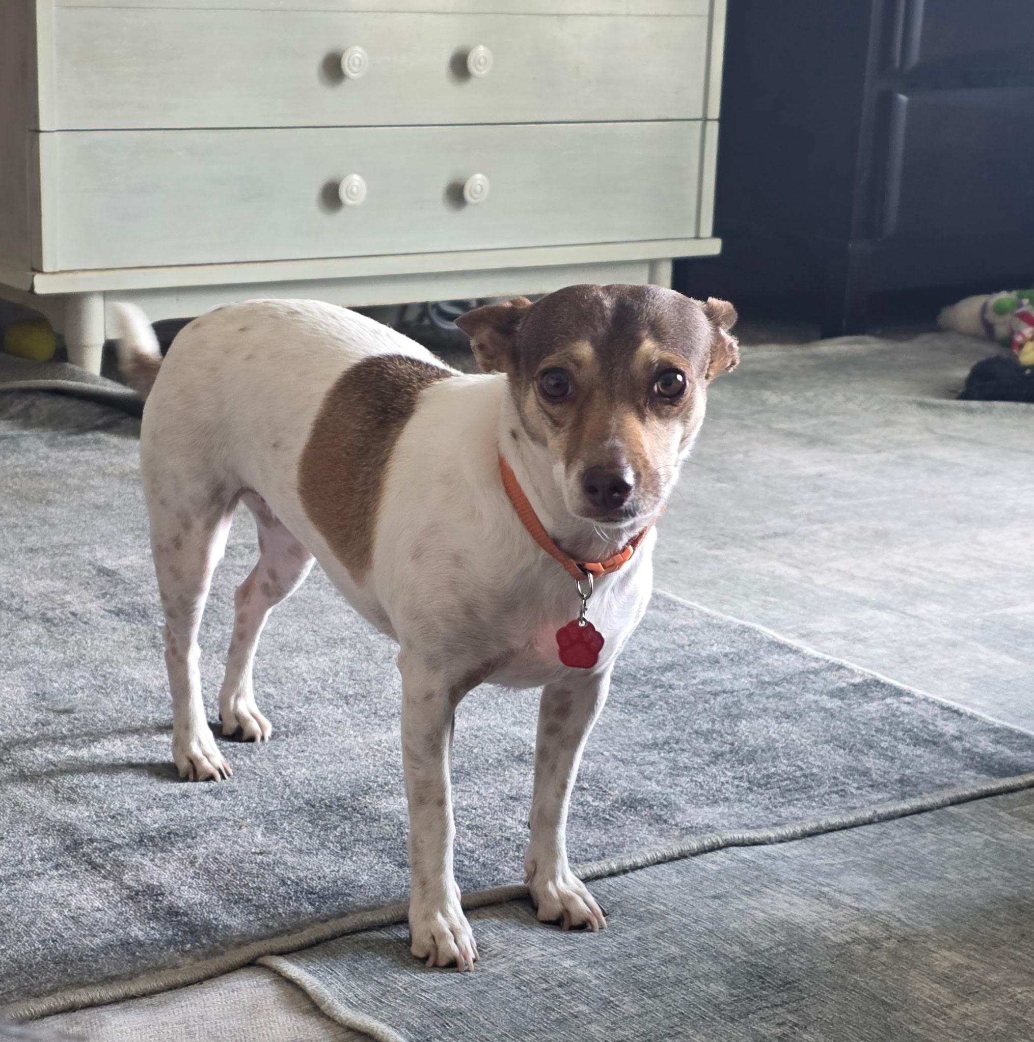 Muffin, a ADOPTABLE Chihuahua in West Valley, UT image 1/4