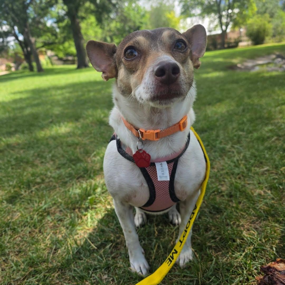 Muffin, a ADOPTABLE Chihuahua in West Valley, UT image 2/4