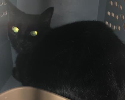 Sasha, Adoptable, Adult Female Domestic Short Hair & Domestic Short Hair.