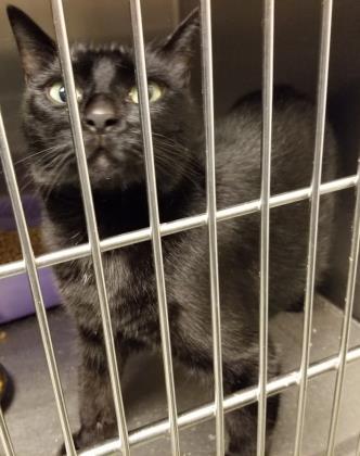 Enlarge Sasha, a Adoptable Domestic Short Hair in Anderson, IN image 2/2