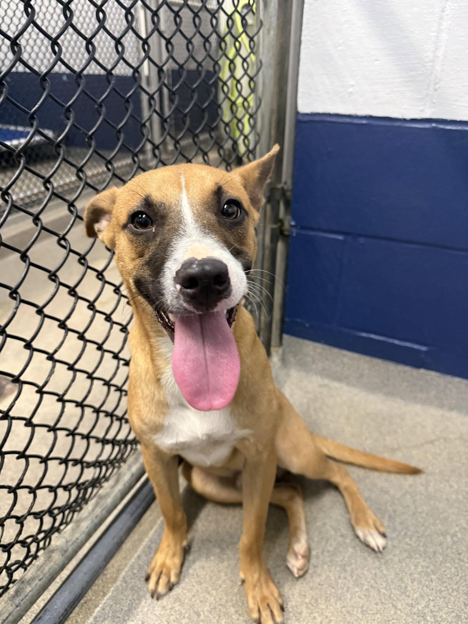 Carmelo 7mo - older kids pls, Adoptable, Young Male Labrador Retriever.
