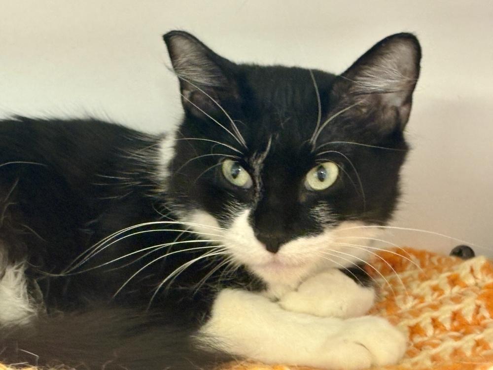 Mittens, a Adoptable Domestic Short Hair in Plymouth, MN image 1/4