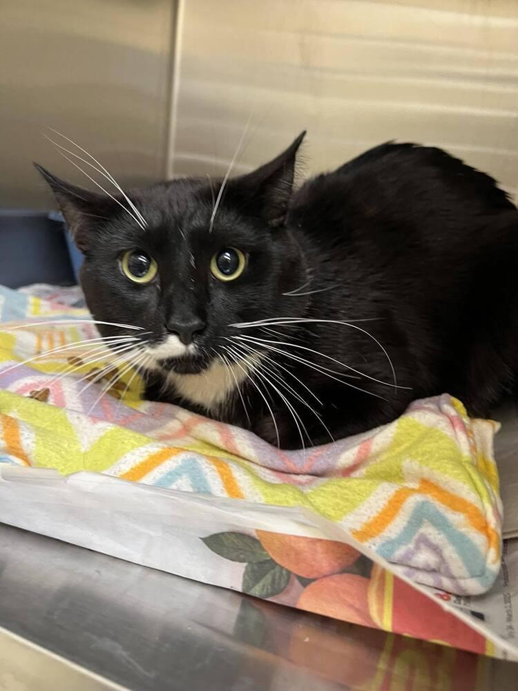 Mittens, a Adoptable Domestic Short Hair in Plymouth, MN image 2/4