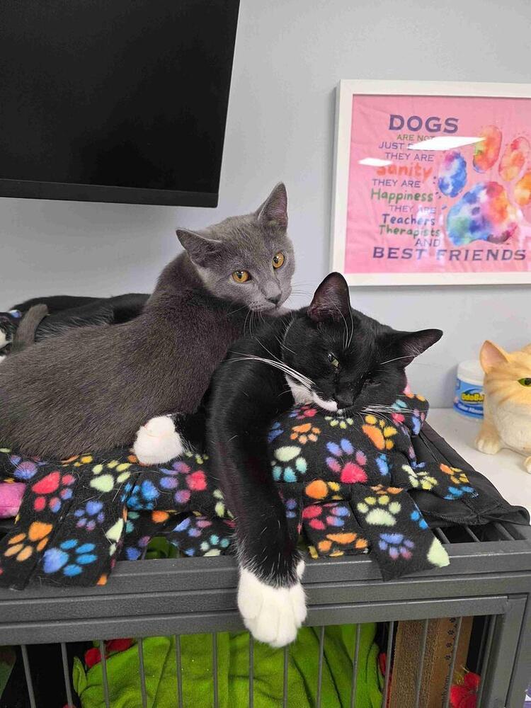 Mittens, a Adoptable Domestic Short Hair in Plymouth, MN image 3/4