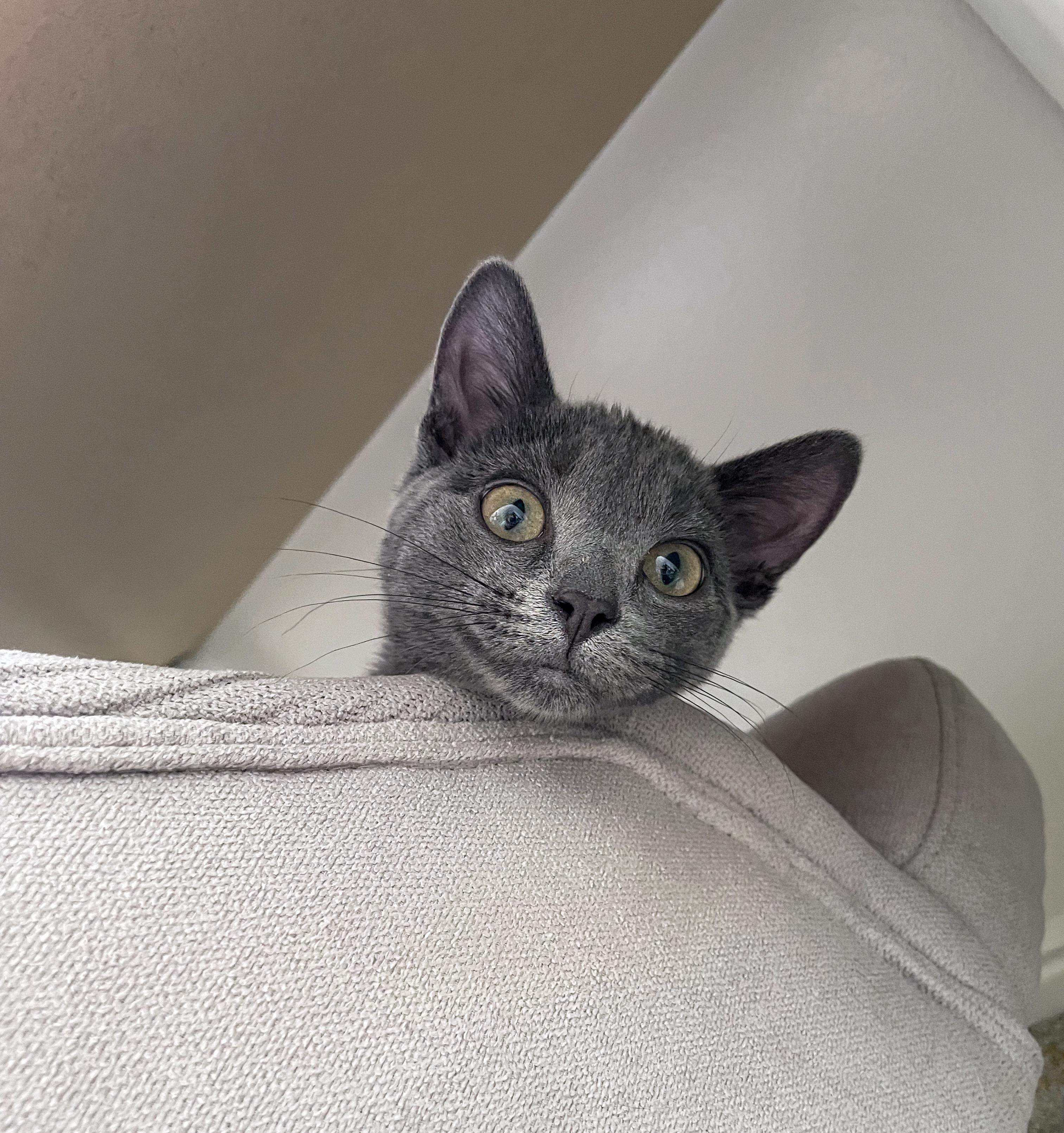 Sophia (Bonded with Rose), an adopted Domestic Short Hair in Centerville, UT image 3/5