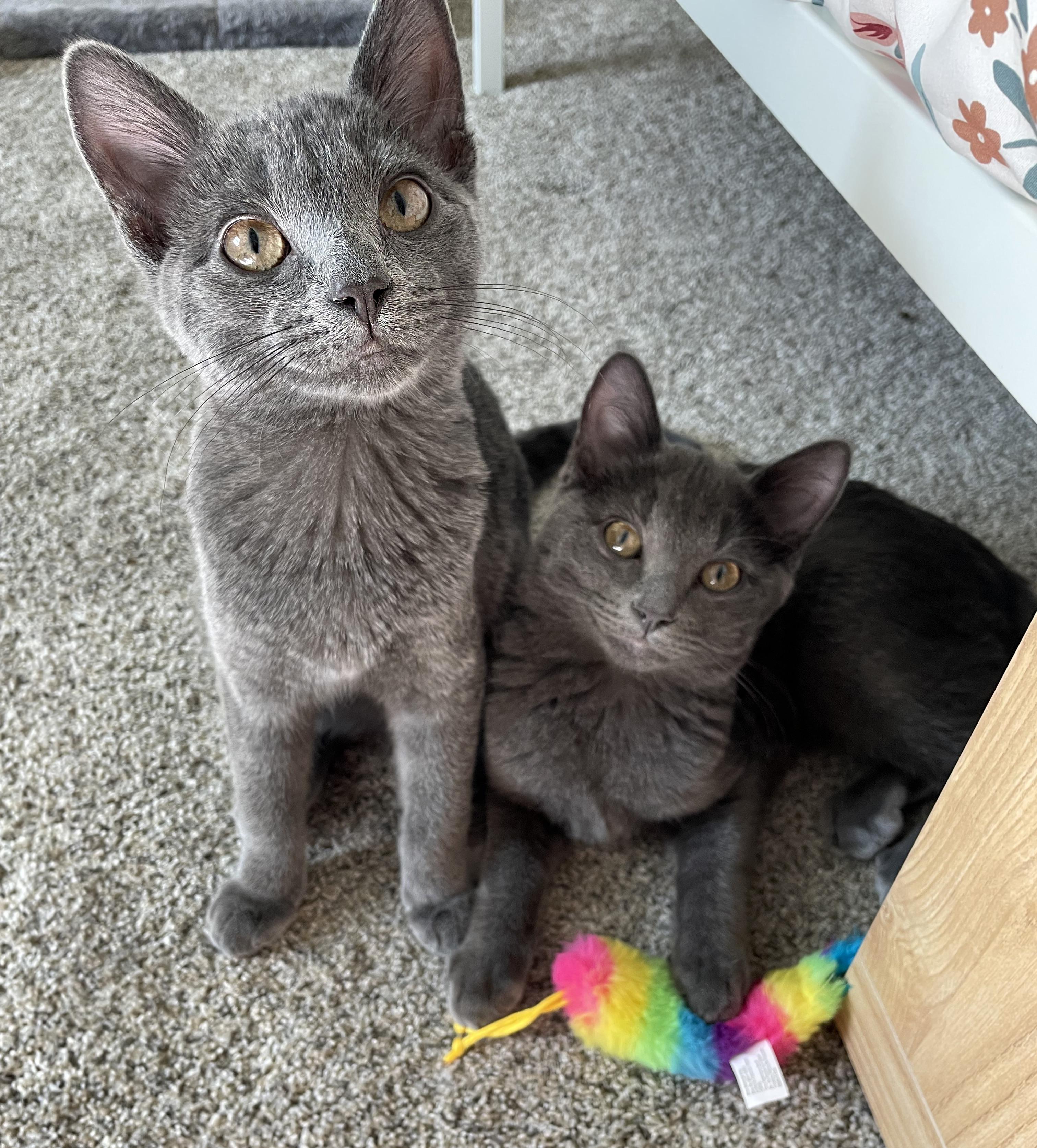 Sophia (Bonded with Rose), an adopted Domestic Short Hair in Centerville, UT image 4/5