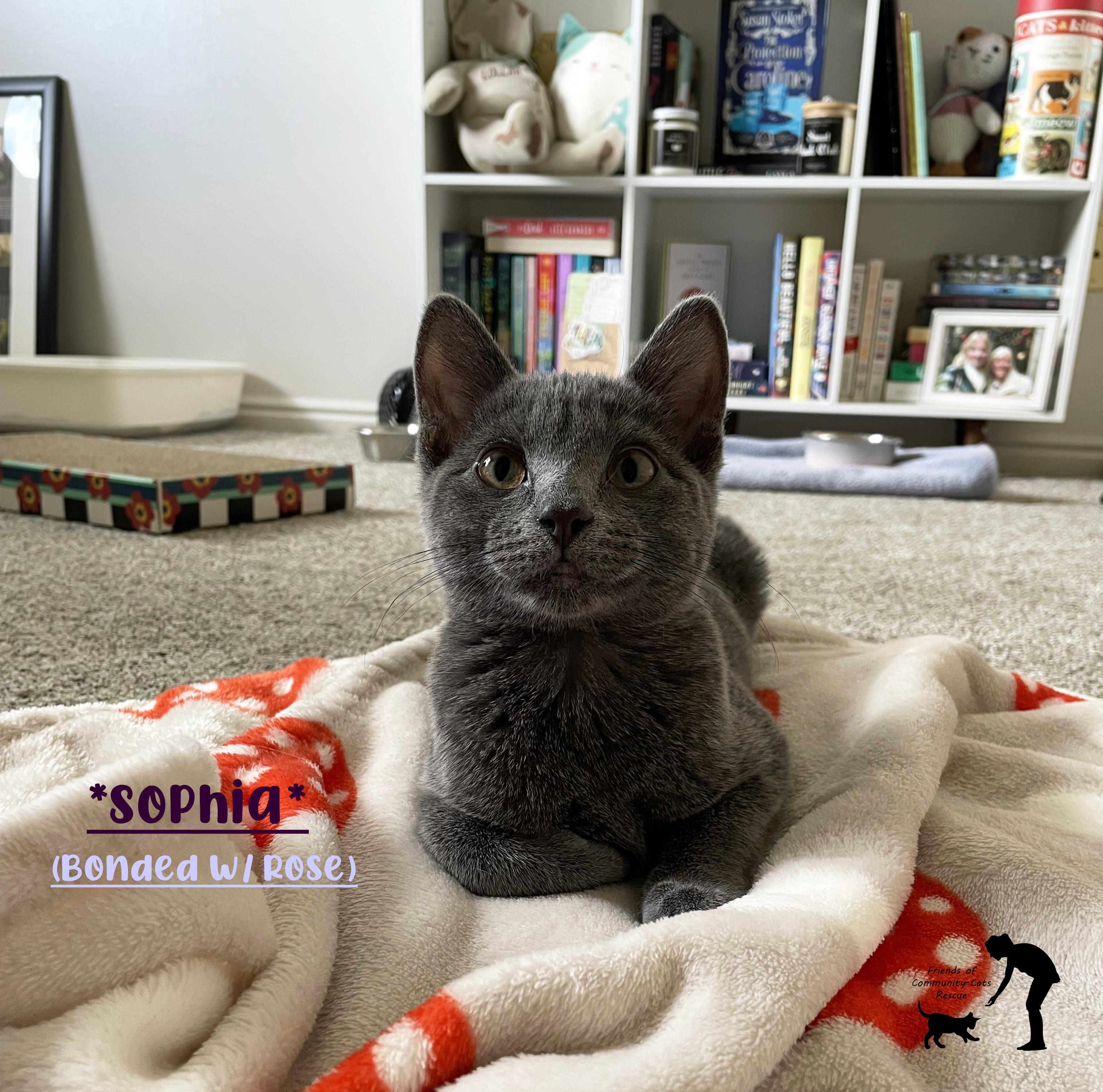 Sophia (Bonded with Rose), an adopted Domestic Short Hair in Centerville, UT image 1/5