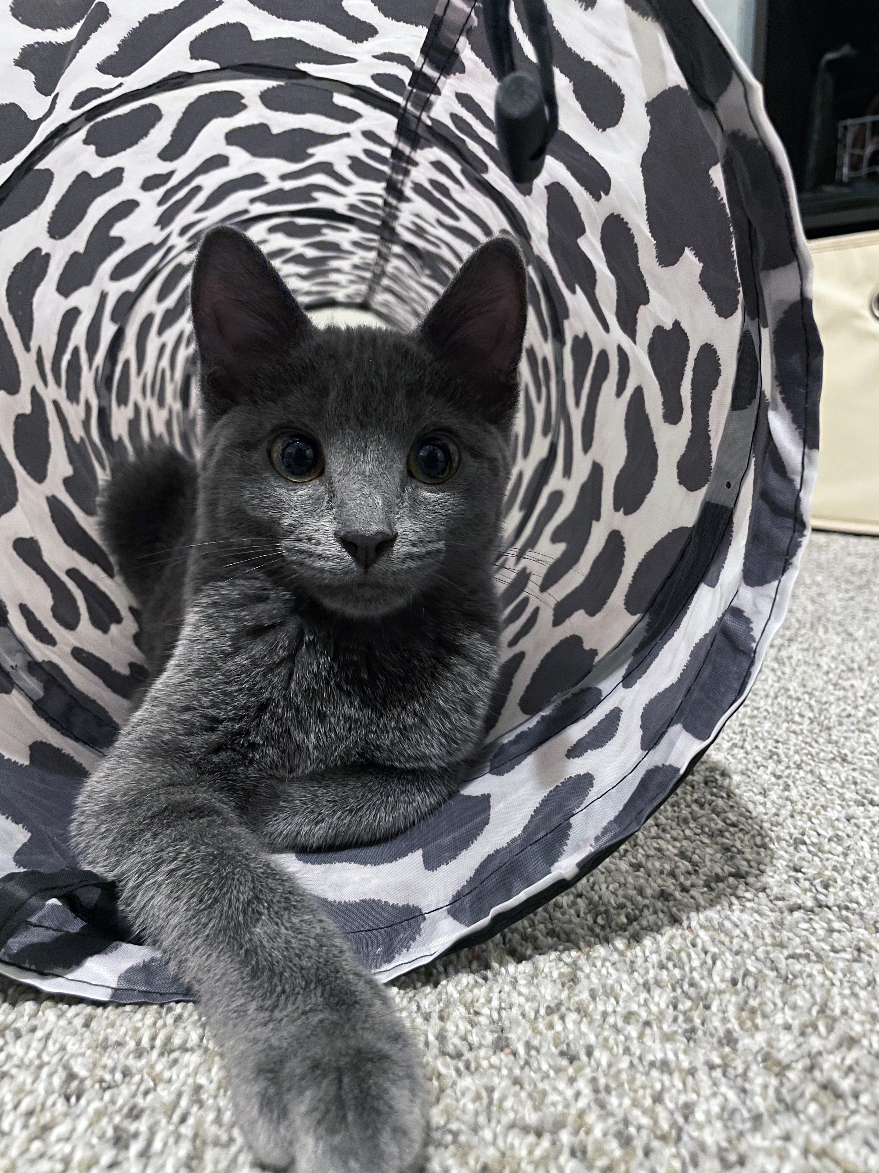 Sophia (Bonded with Rose), an adopted Domestic Short Hair in Centerville, UT image 2/5