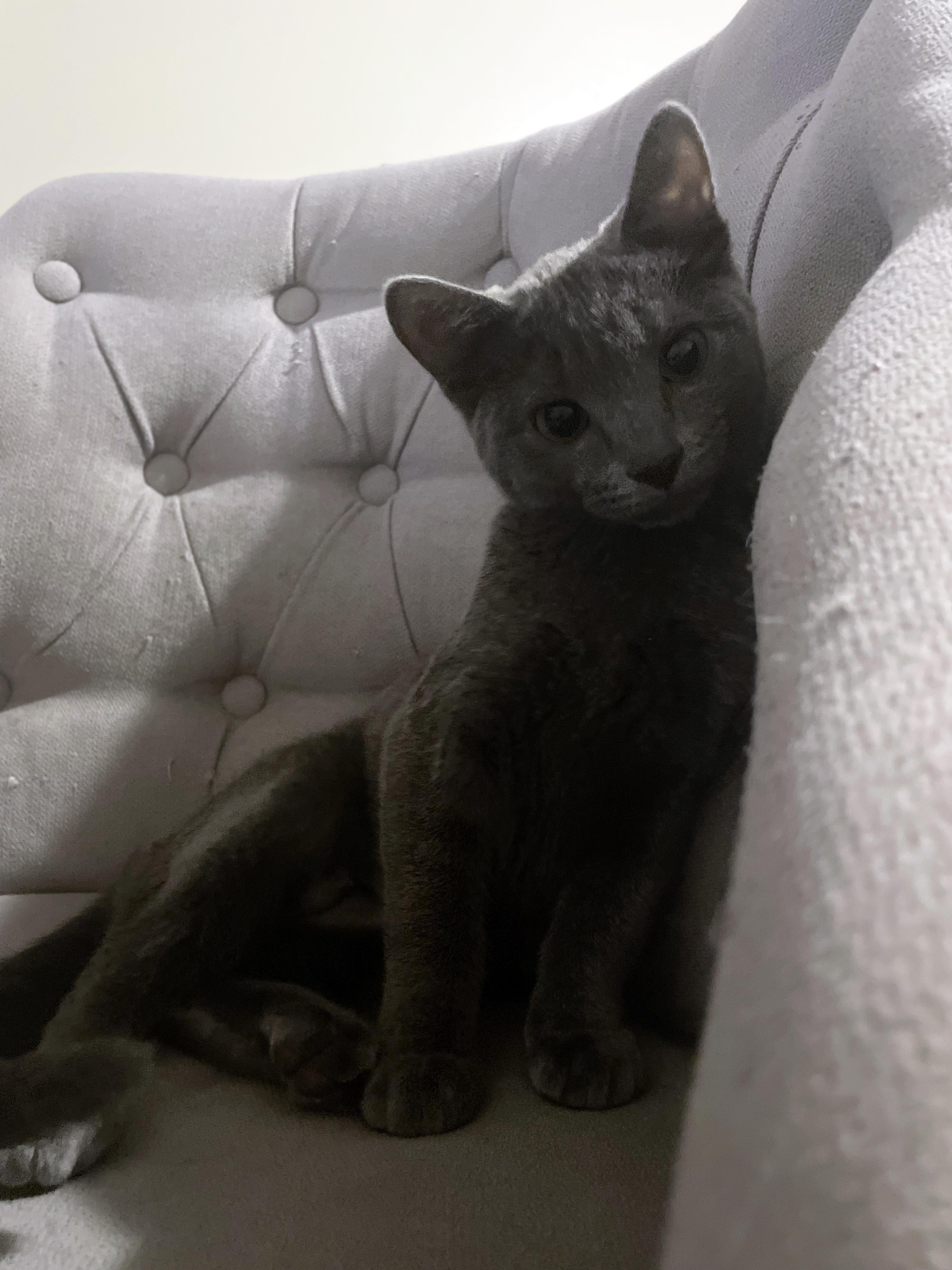 Sophia (Bonded with Rose), an adopted Domestic Short Hair in Centerville, UT image 5/5