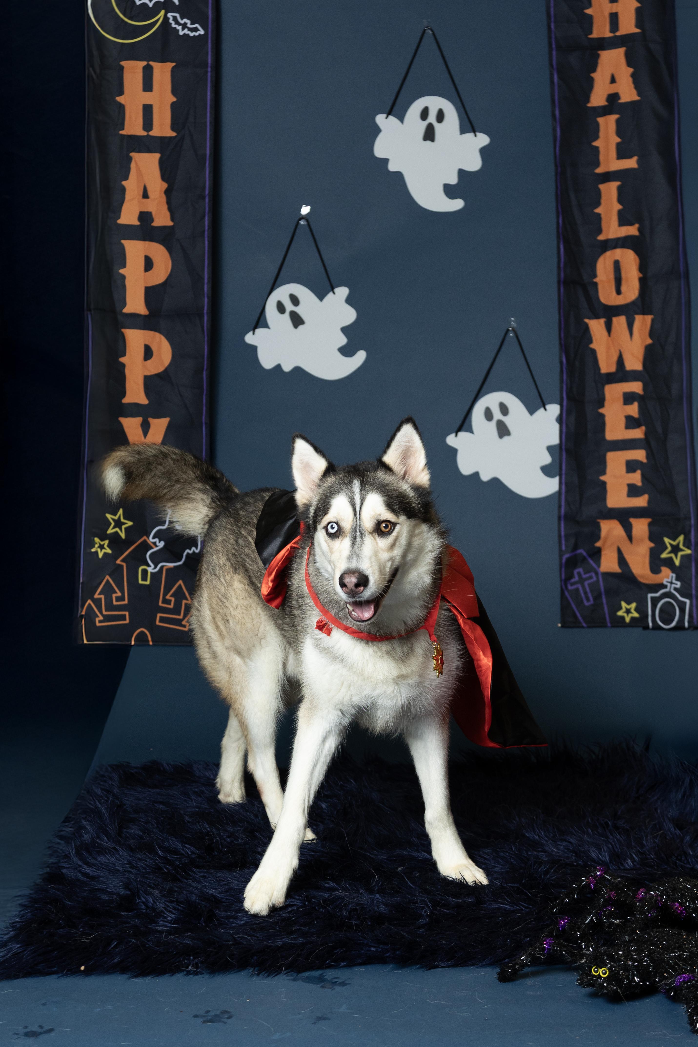 Enlarge Kai, a Adoptable Husky in Langley, BC image 2/6