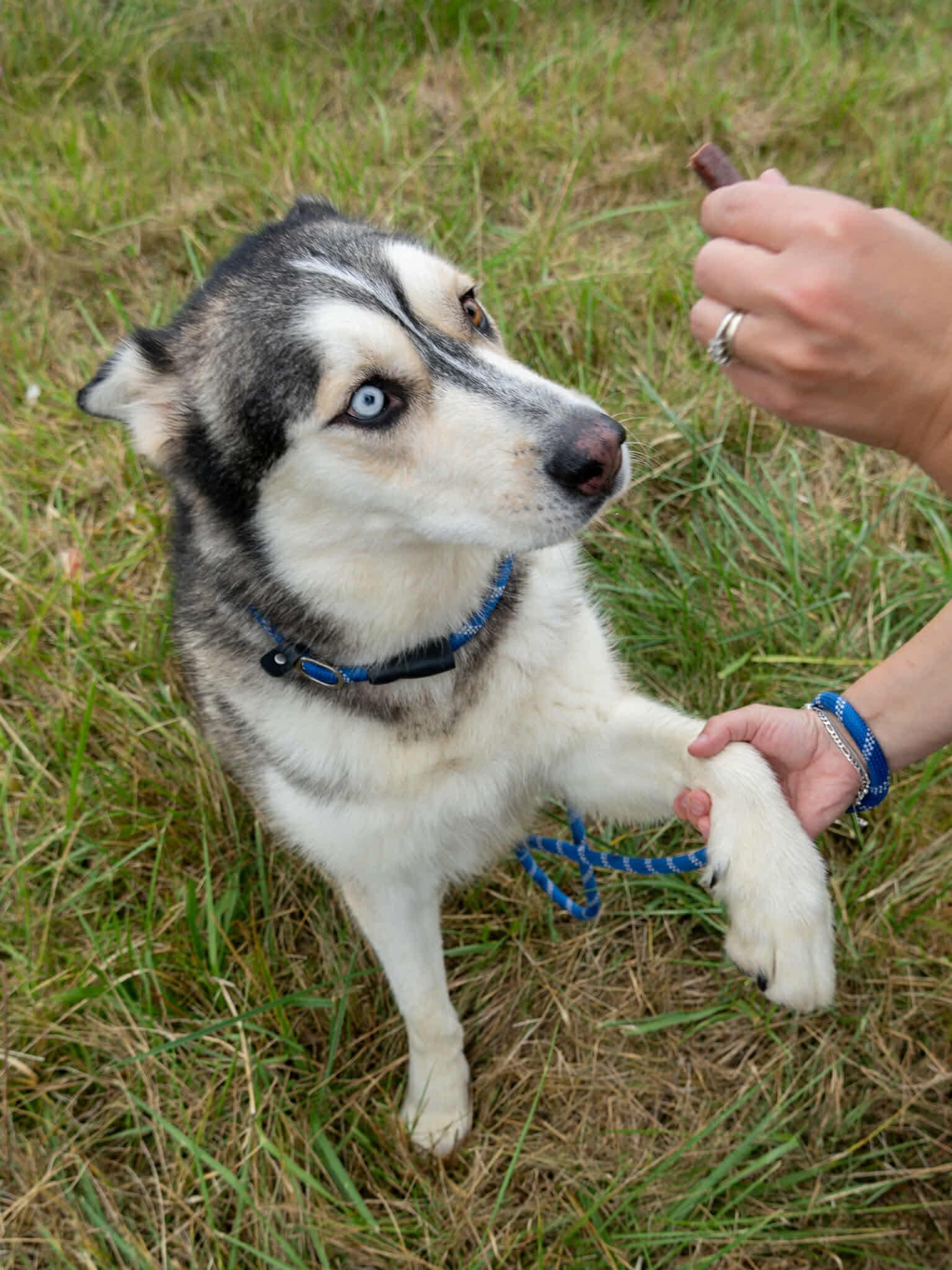 Enlarge Kai, a Adoptable Husky in Langley, BC image 5/6