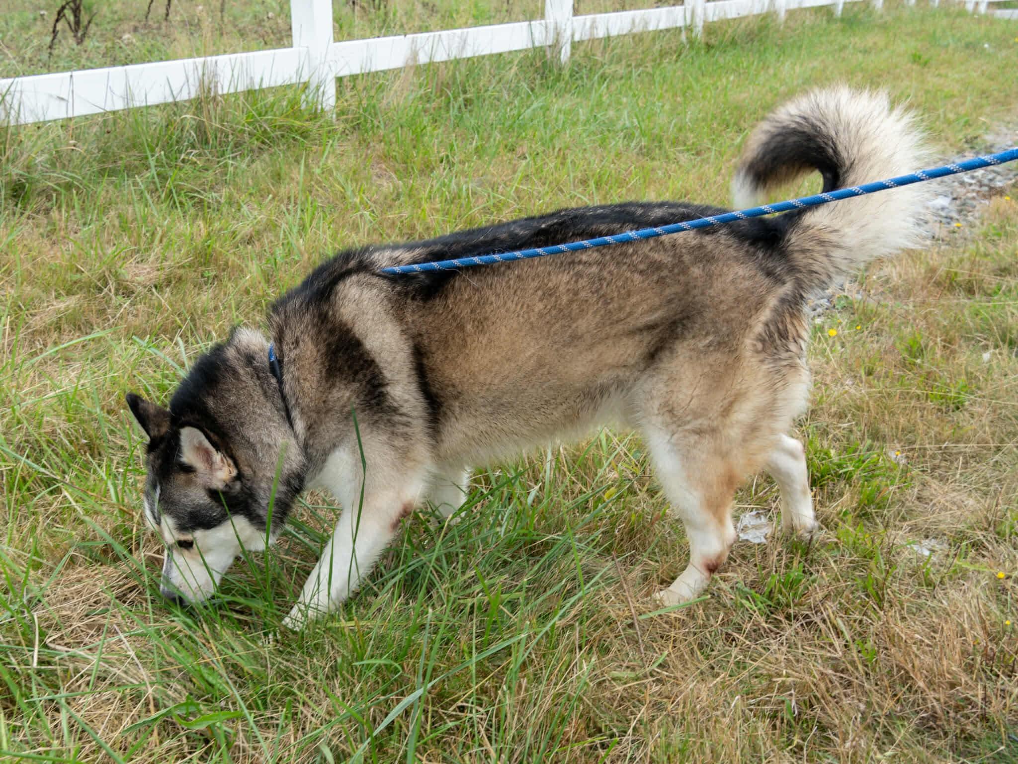 Kai, an adoptable Husky in Langley, BC, V3A 4C4 | Photo Image 6
