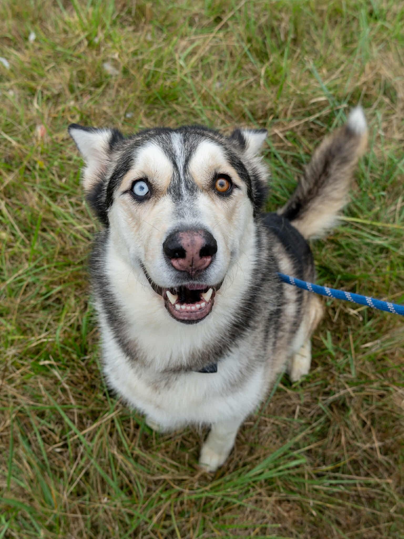 Enlarge Kai, a Adoptable Husky in Langley, BC image 1/6