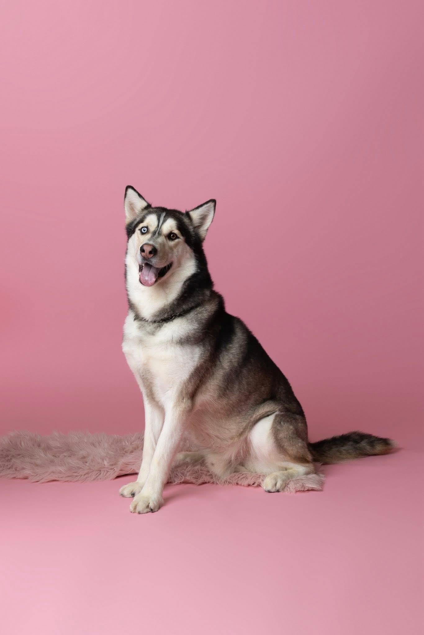 Kai, an adoptable Husky in Langley, BC, V3A 4C4 | Photo Image 2