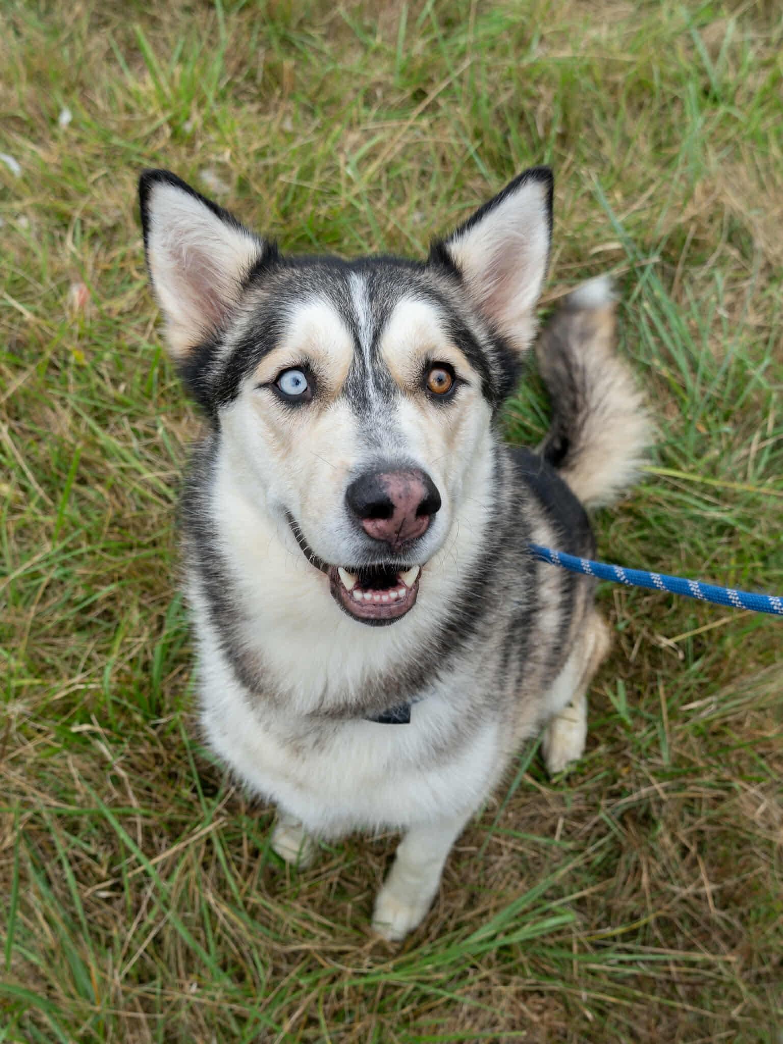Kai, an adoptable Husky in Langley, BC, V3A 4C4 | Photo Image 3