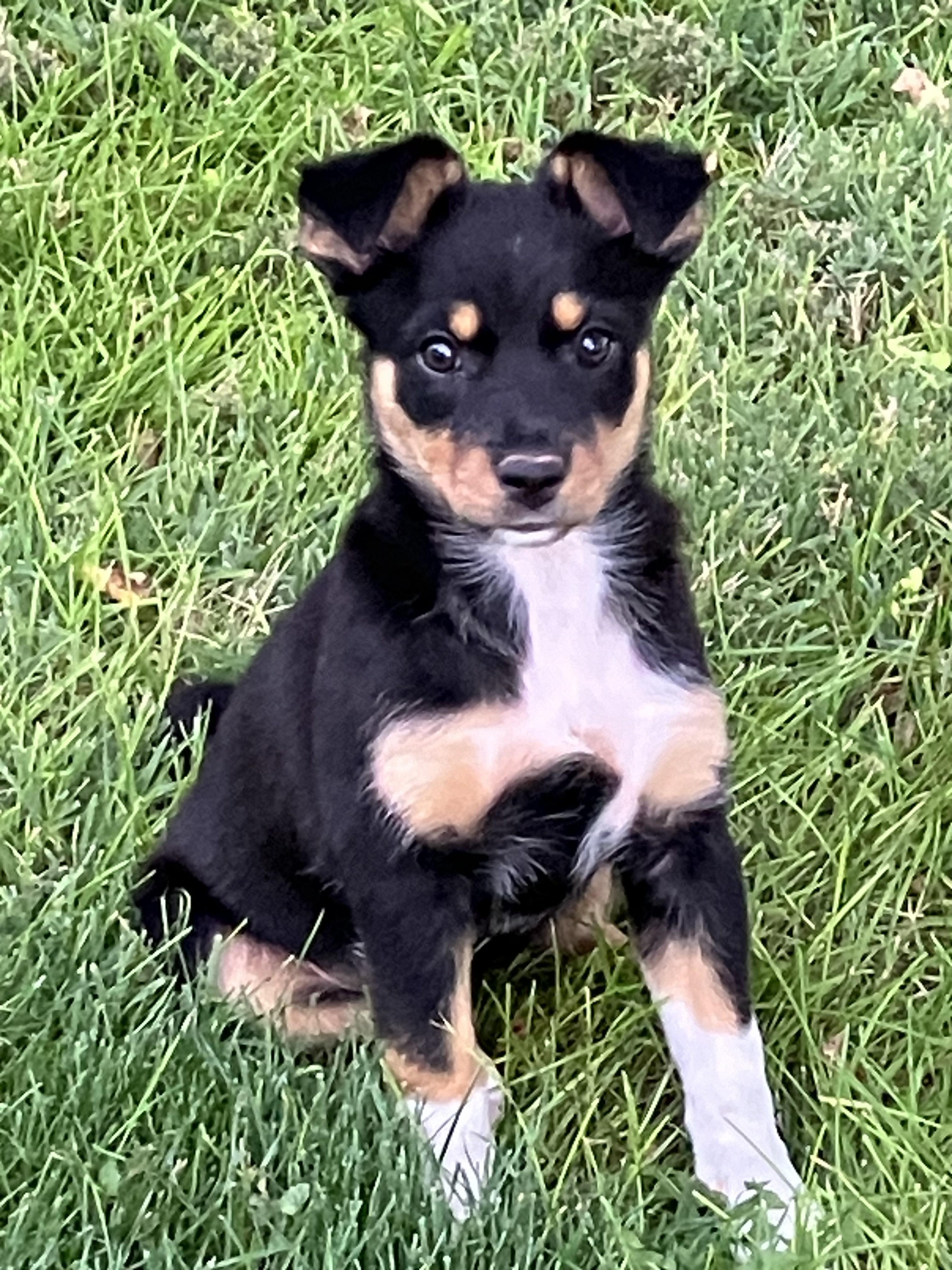 Enlarge Medora, a Adopted mixed breed in Colorado Springs, CO image 2/2