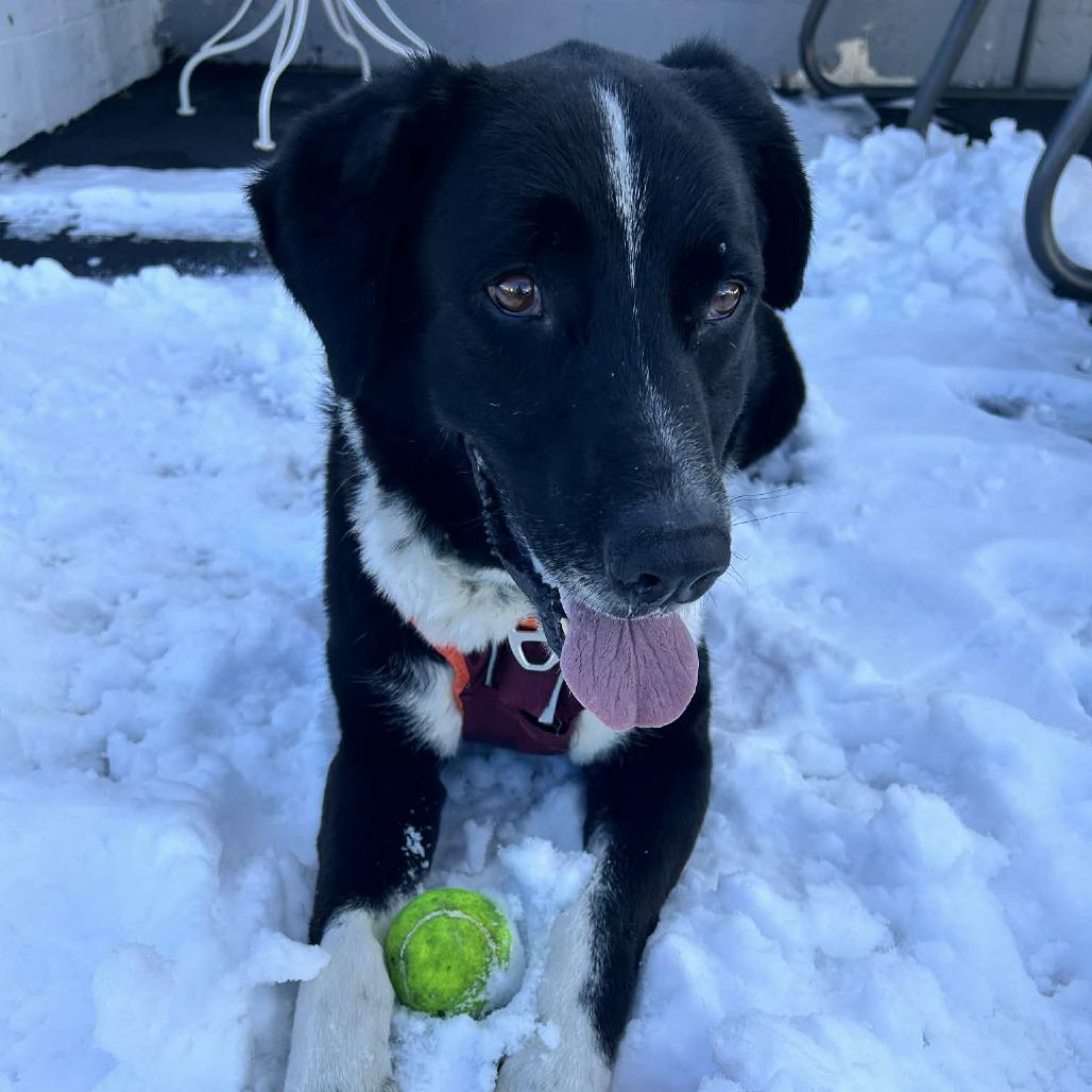 Journey (fka Wizard), a Adoptable mixed breed in Colorado Springs, CO image 1/6