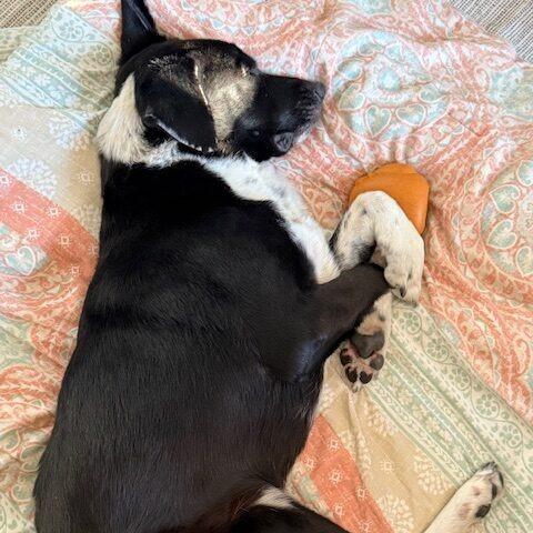 Journey (fka Wizard), Adoptable, Senior Male Border Collie.