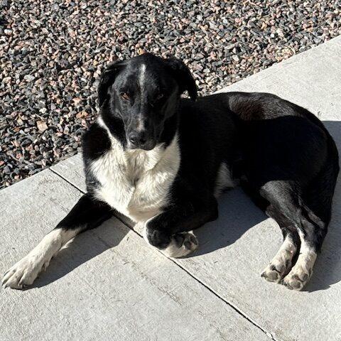 Enlarge Journey (fka Wizard), a Adoptable mixed breed in Colorado Springs, CO image 3/4