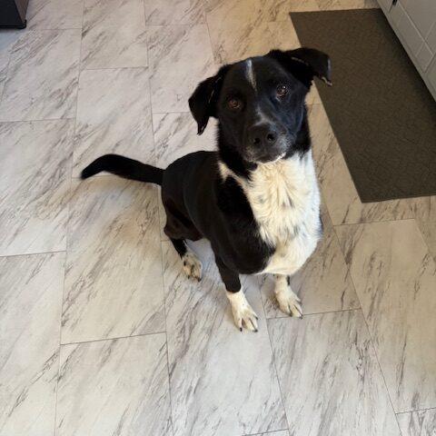 Enlarge Journey (fka Wizard), a Adoptable mixed breed in Colorado Springs, CO image 4/4