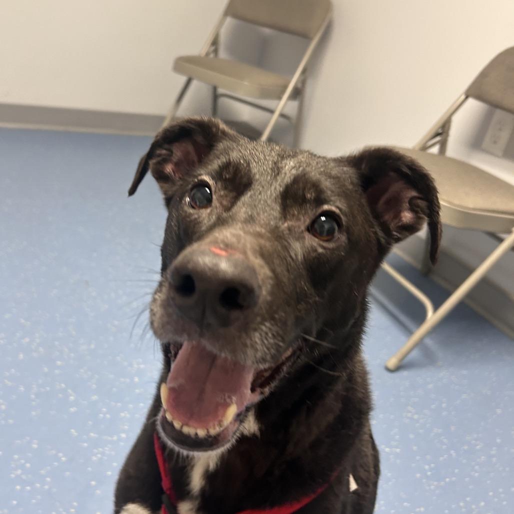 Bruno, Adoptable, Senior Male Black Labrador Retriever.
