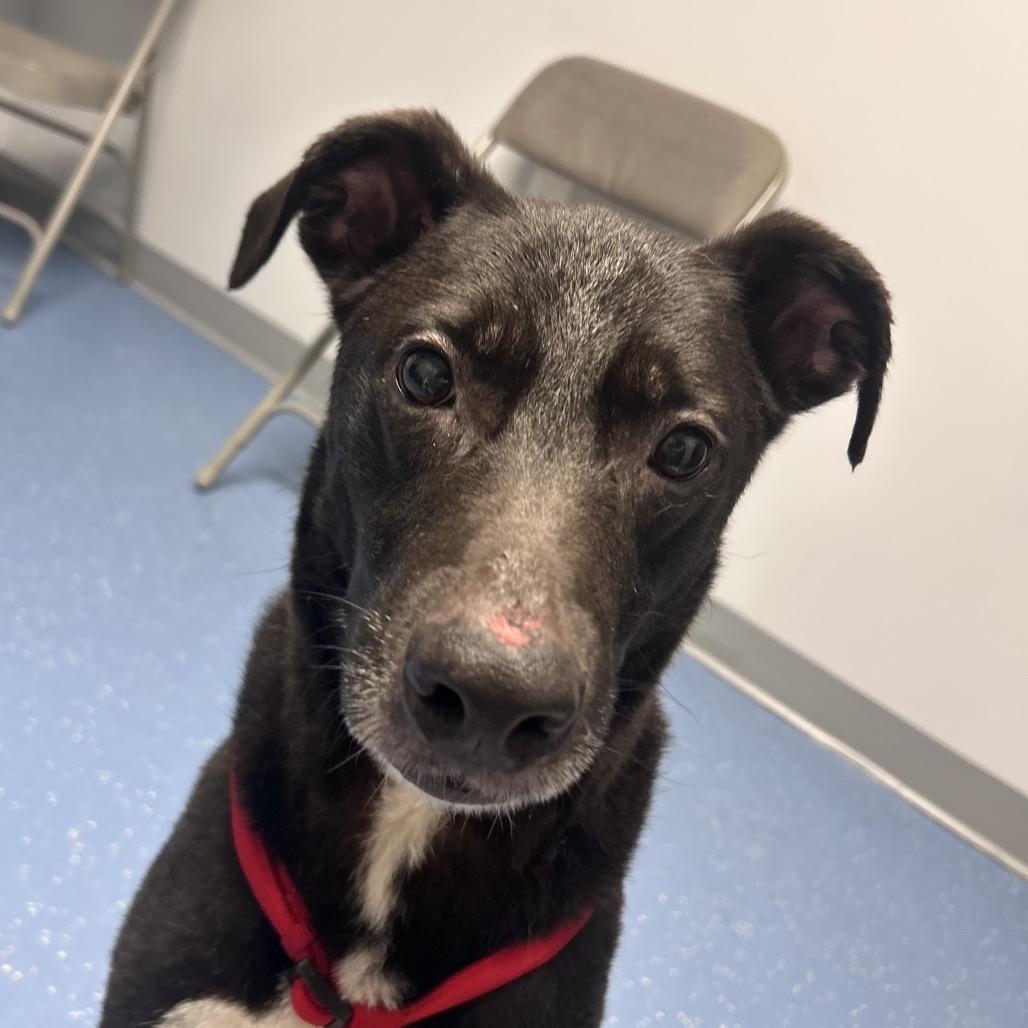 Bruno, a Adoptable Black Labrador Retriever in Watertown, NY image 2/4