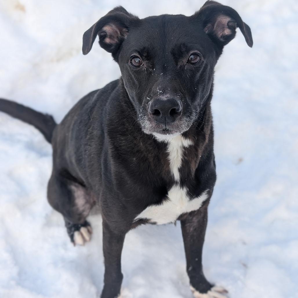 Bruno, a Adoptable Black Labrador Retriever in Watertown, NY image 3/4