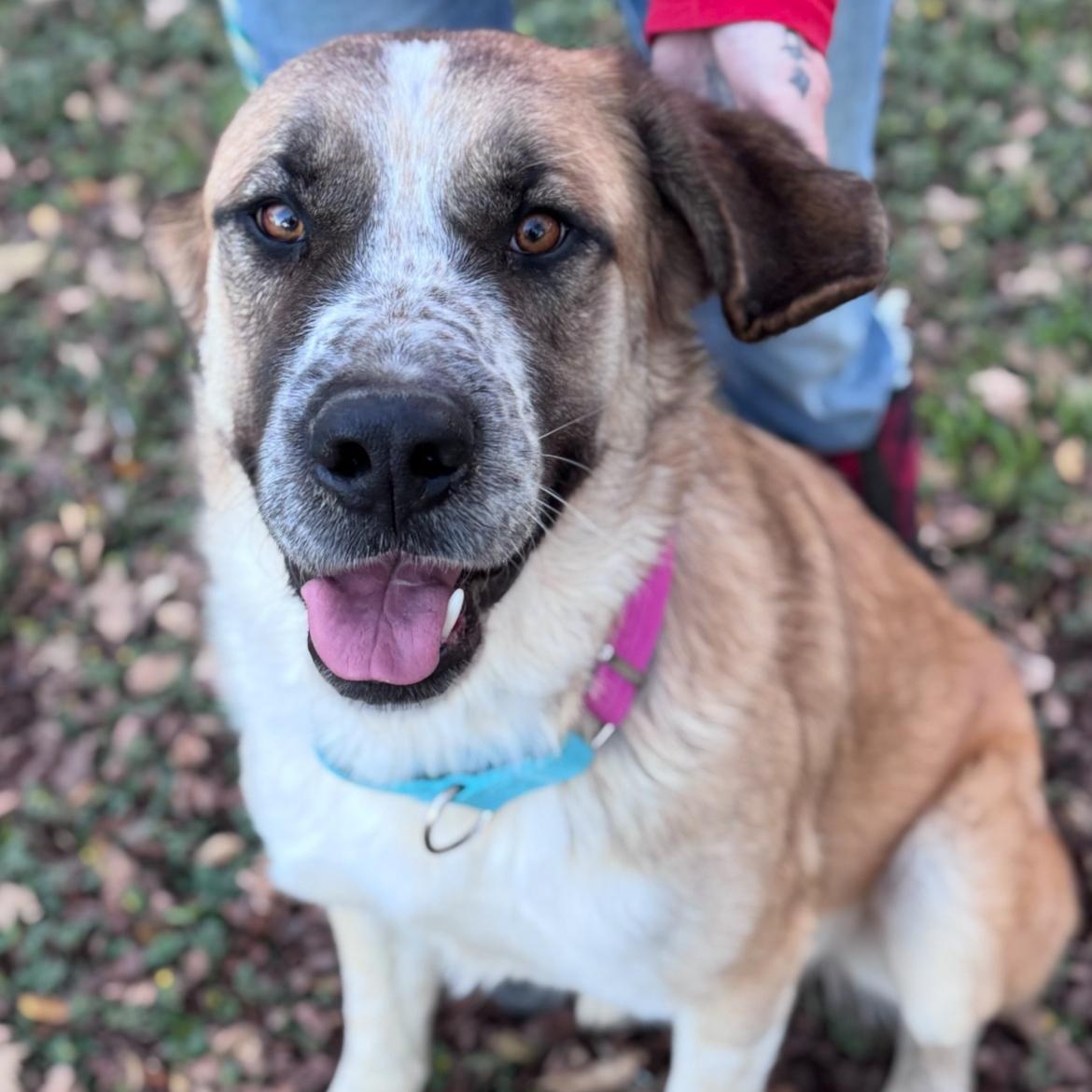 Enlarge Beau, an adopted mixed breed in Magnolia, TX image 3/4