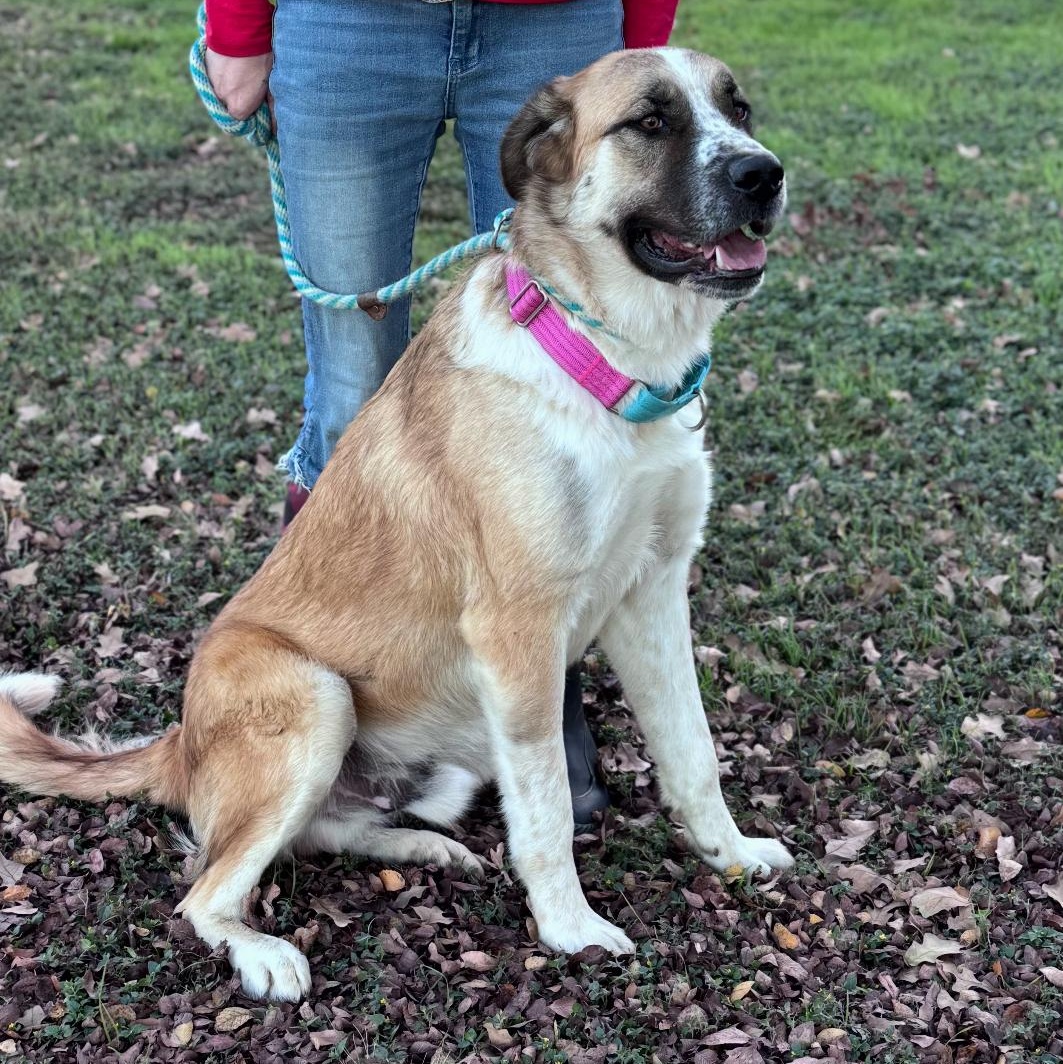Beau, adopted, Adult Male Saint Bernard.