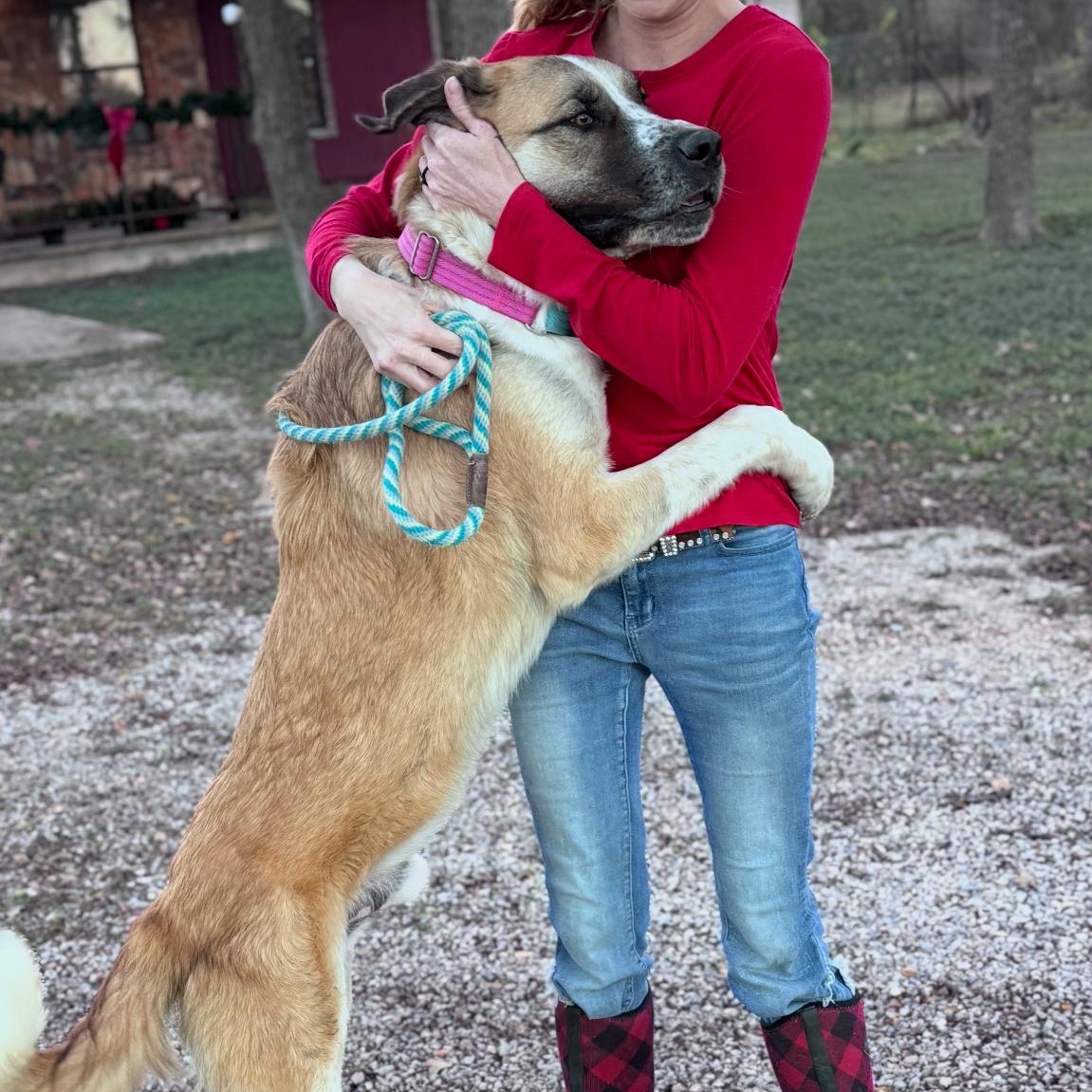 Enlarge Beau, an adopted mixed breed in Magnolia, TX image 4/4
