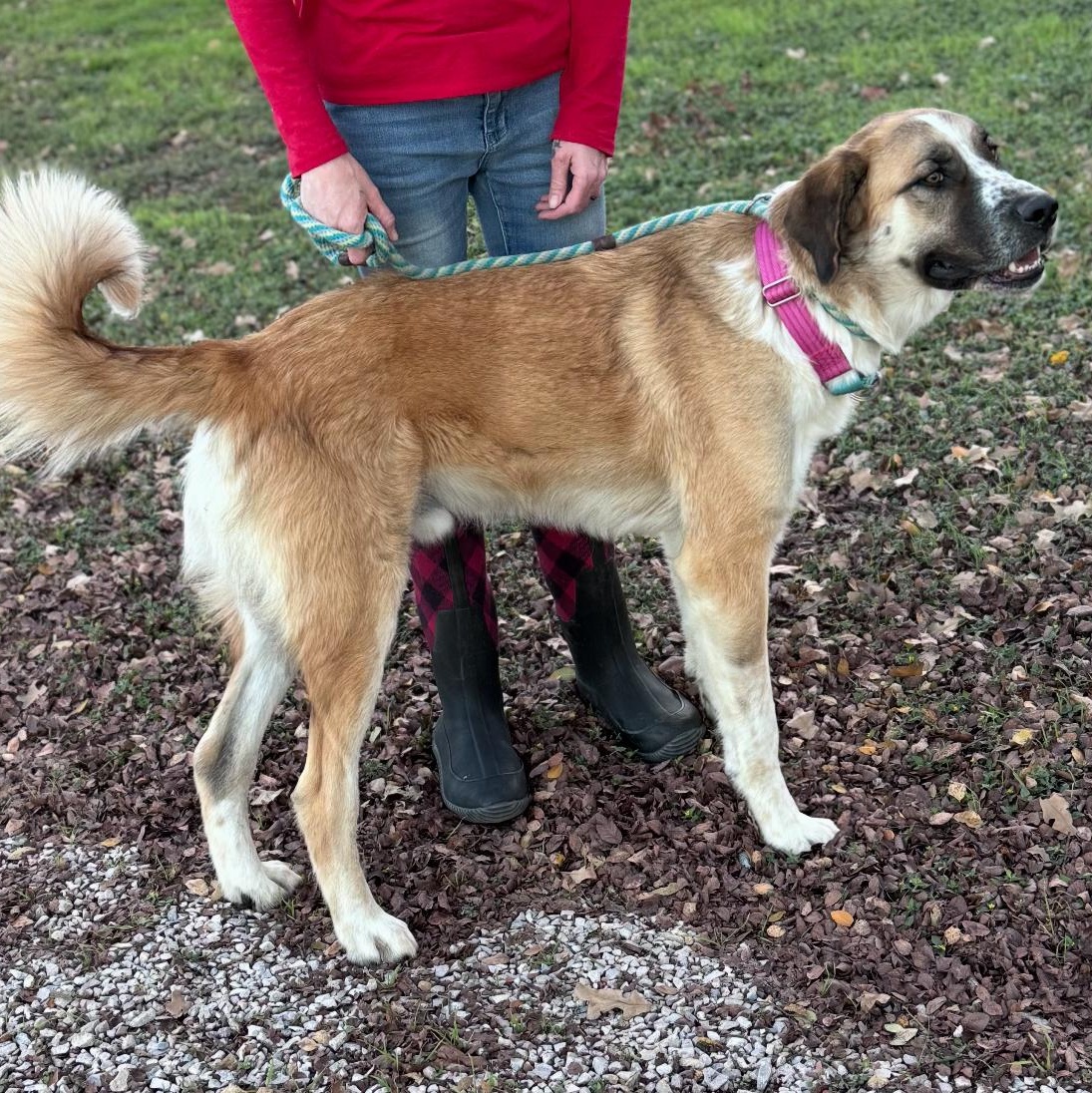 Enlarge Beau, an adopted mixed breed in Magnolia, TX image 2/4