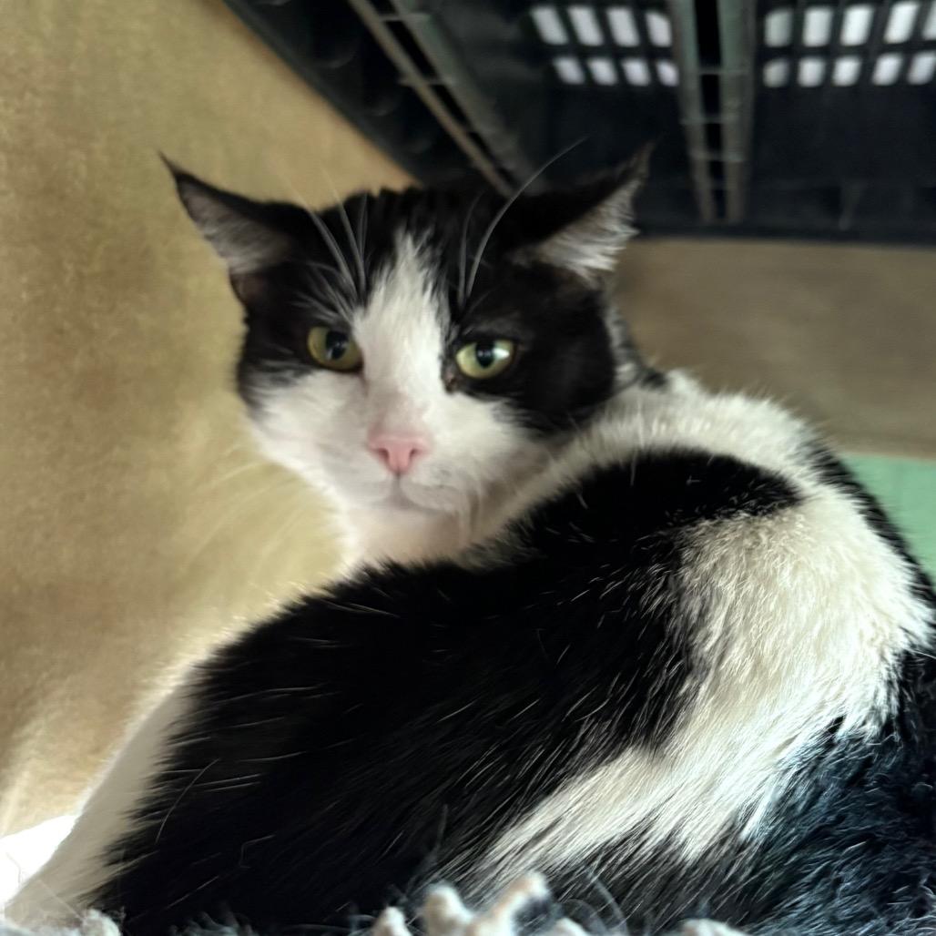 Enlarge Penelope, a Adoptable Domestic Medium Hair in Lakewood, CO image 2/6