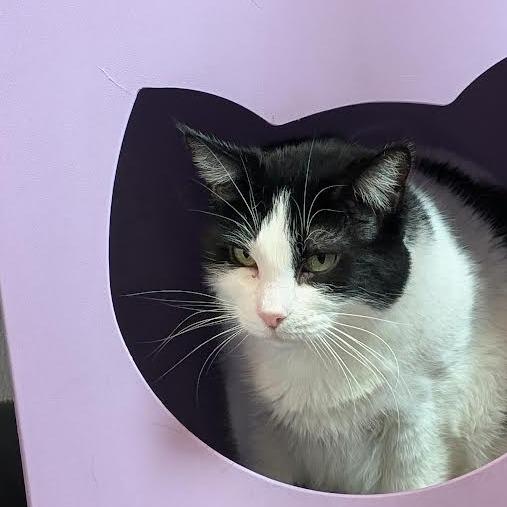 Enlarge Penelope, a Adoptable Domestic Medium Hair in Lakewood, CO image 3/6