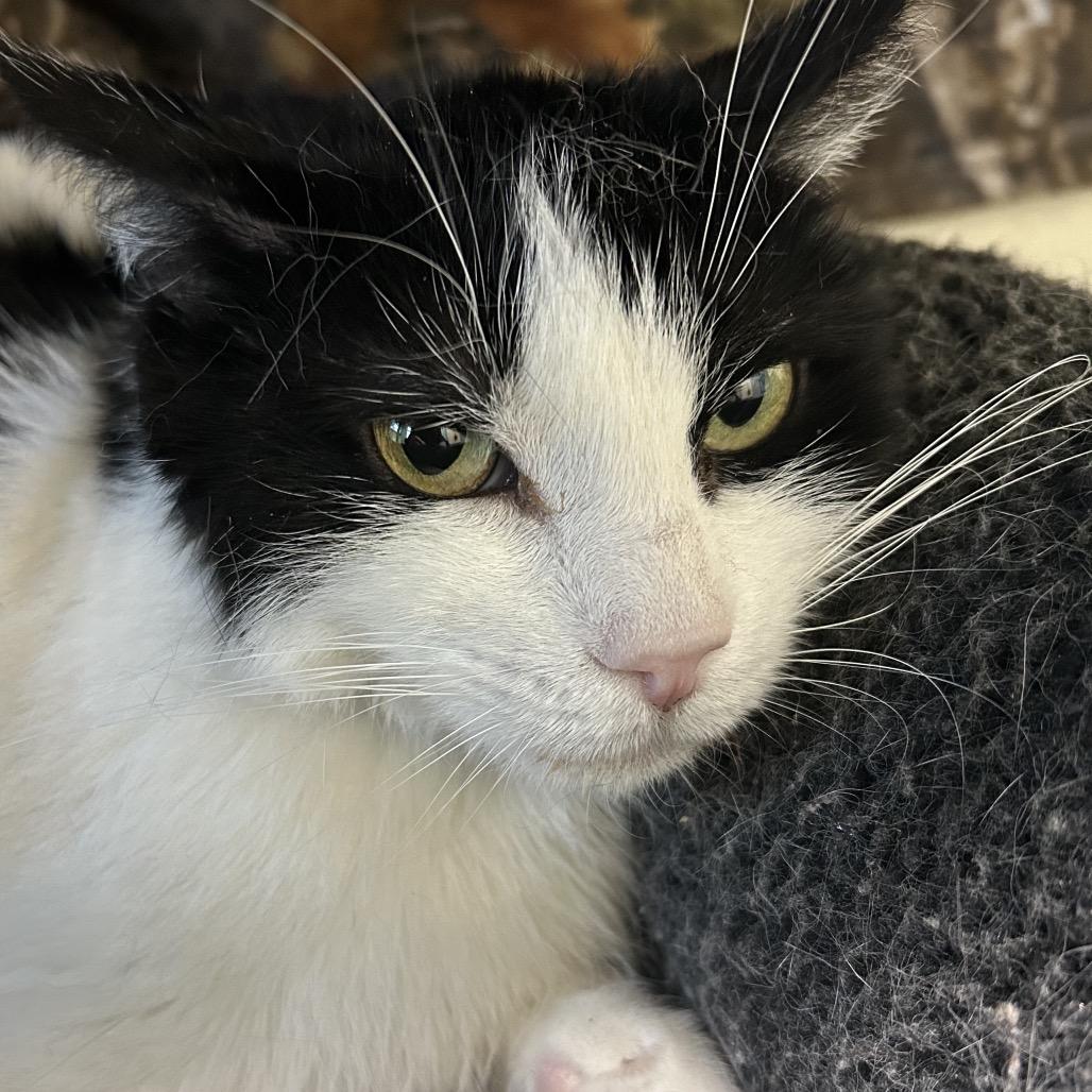 Enlarge Penelope, a Adoptable Domestic Medium Hair in Lakewood, CO image 6/6