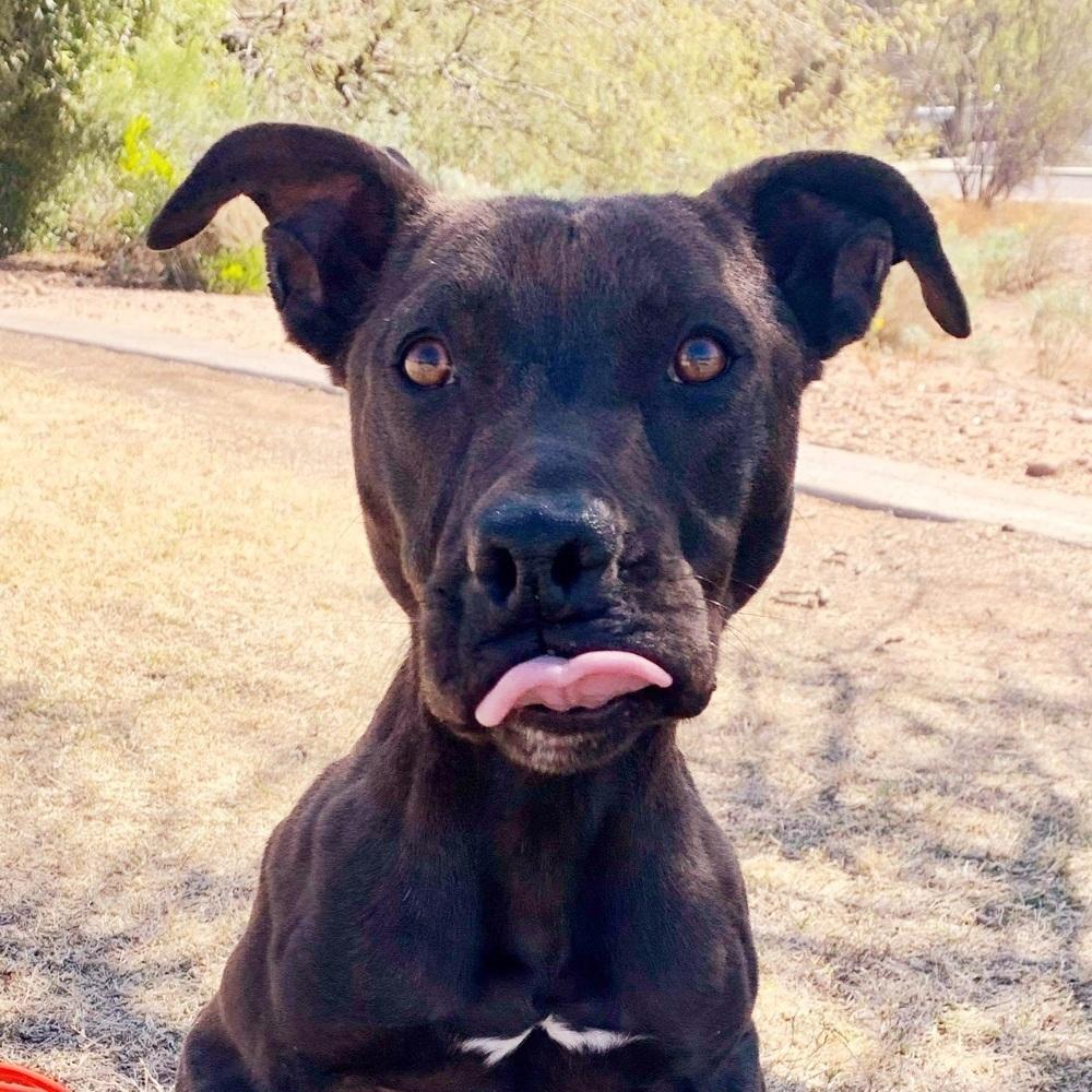 Abel, Adoptable, Adult Male Pit Bull Terrier & Labrador Retriever.