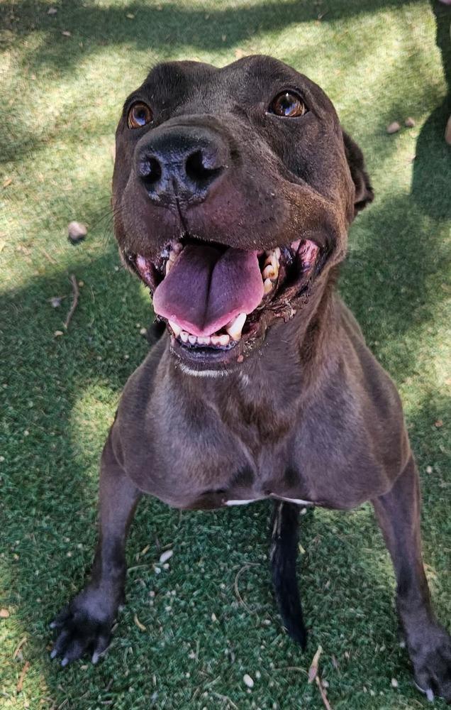 Enlarge Abel, a Adoptable mixed breed in Phoenix, AZ image 2/6