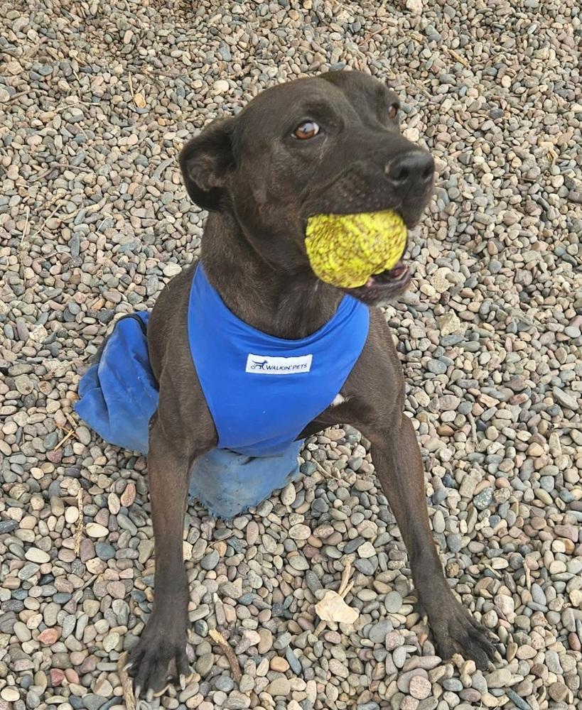 Enlarge Abel, a Adoptable mixed breed in Phoenix, AZ image 3/6