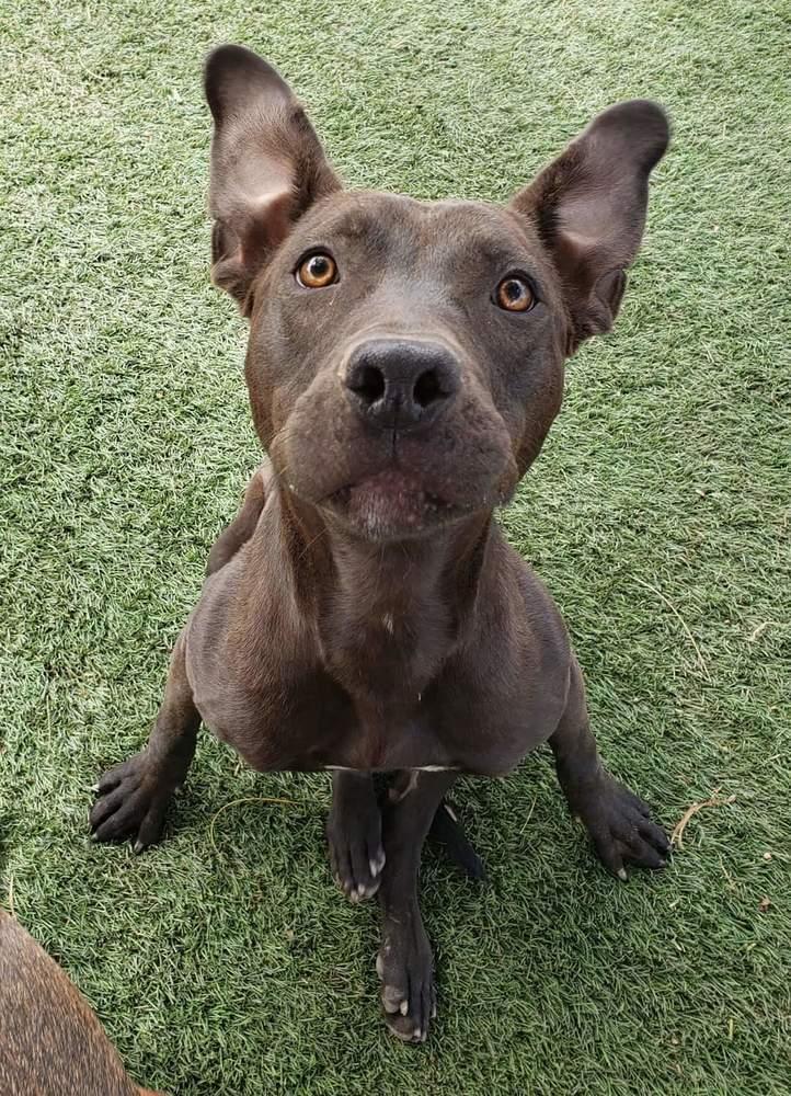 Enlarge Abel, a Adoptable mixed breed in Phoenix, AZ image 3/6