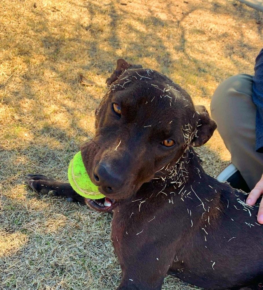 Enlarge Abel, a Adoptable mixed breed in Phoenix, AZ image 4/6