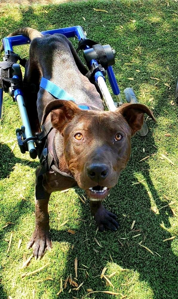 Enlarge Abel, a Adoptable mixed breed in Phoenix, AZ image 5/6