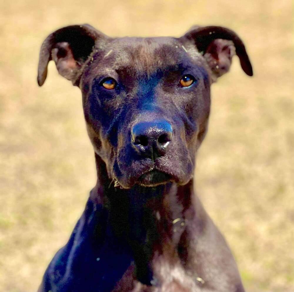 Enlarge Abel, a Adoptable mixed breed in Phoenix, AZ image 6/6