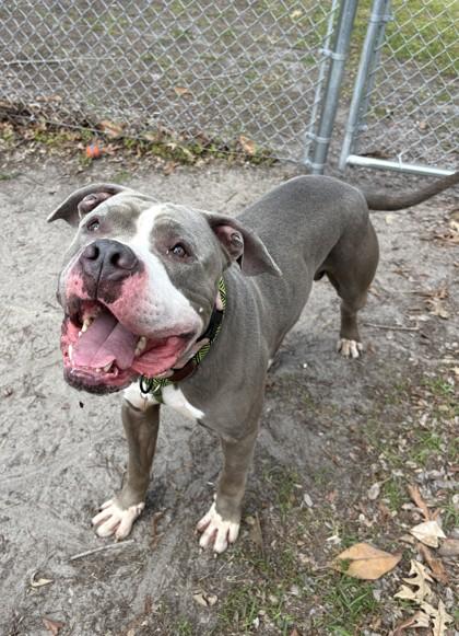 Joker, a Adoptable mixed breed in Savannah, GA image 2/3