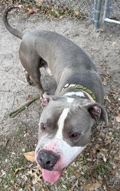 Enlarge Joker, a Adoptable mixed breed in Savannah, GA image 2/3