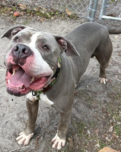 Joker, a Adoptable mixed breed in Savannah, GA image 3/3