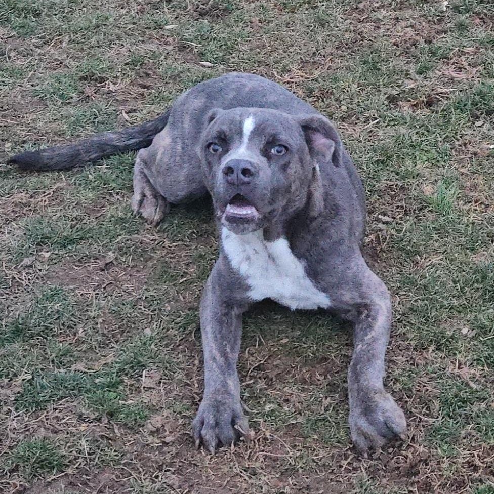 Gremlin (Coming Soon...), a ADOPTABLE American Bully in Xenia , OH image 1/6