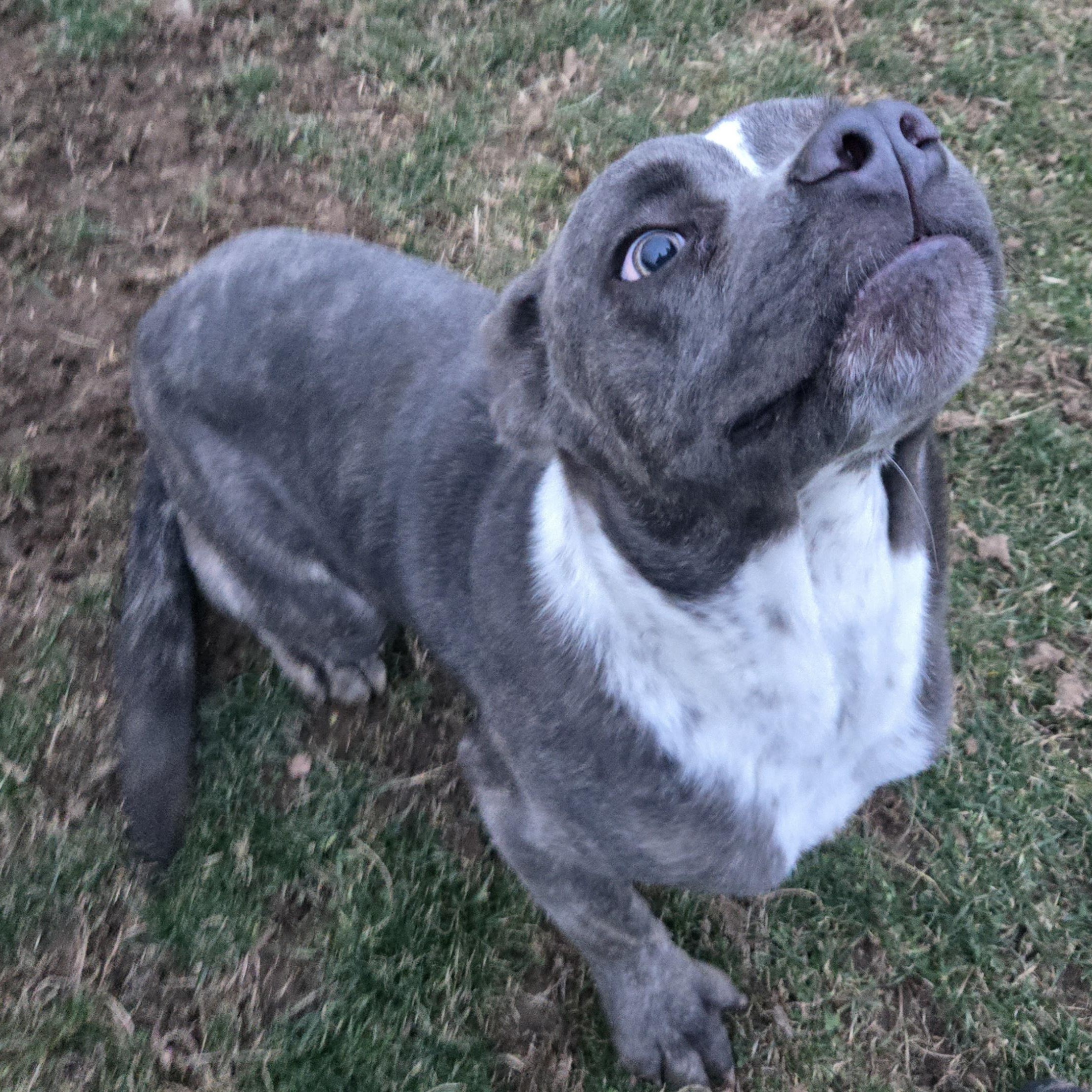 Gremlin (Coming Soon...), a ADOPTABLE American Bully in Xenia , OH image 3/6