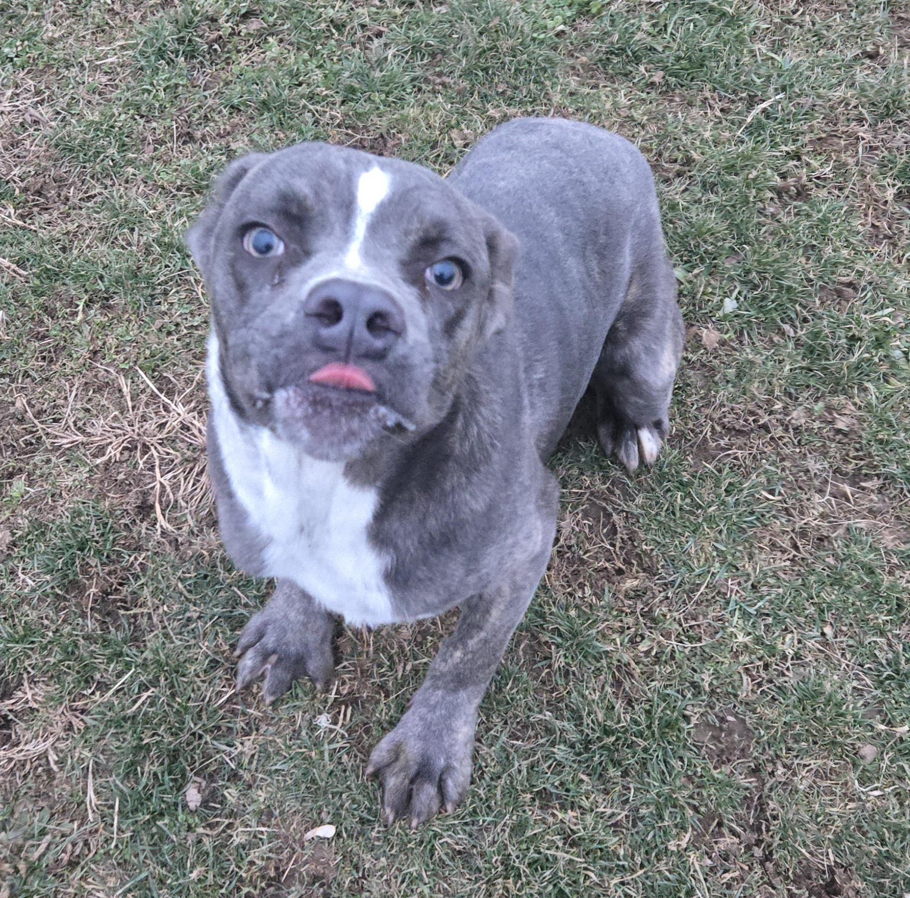 Gremlin (Coming Soon...), a ADOPTABLE American Bully in Xenia , OH image 4/6