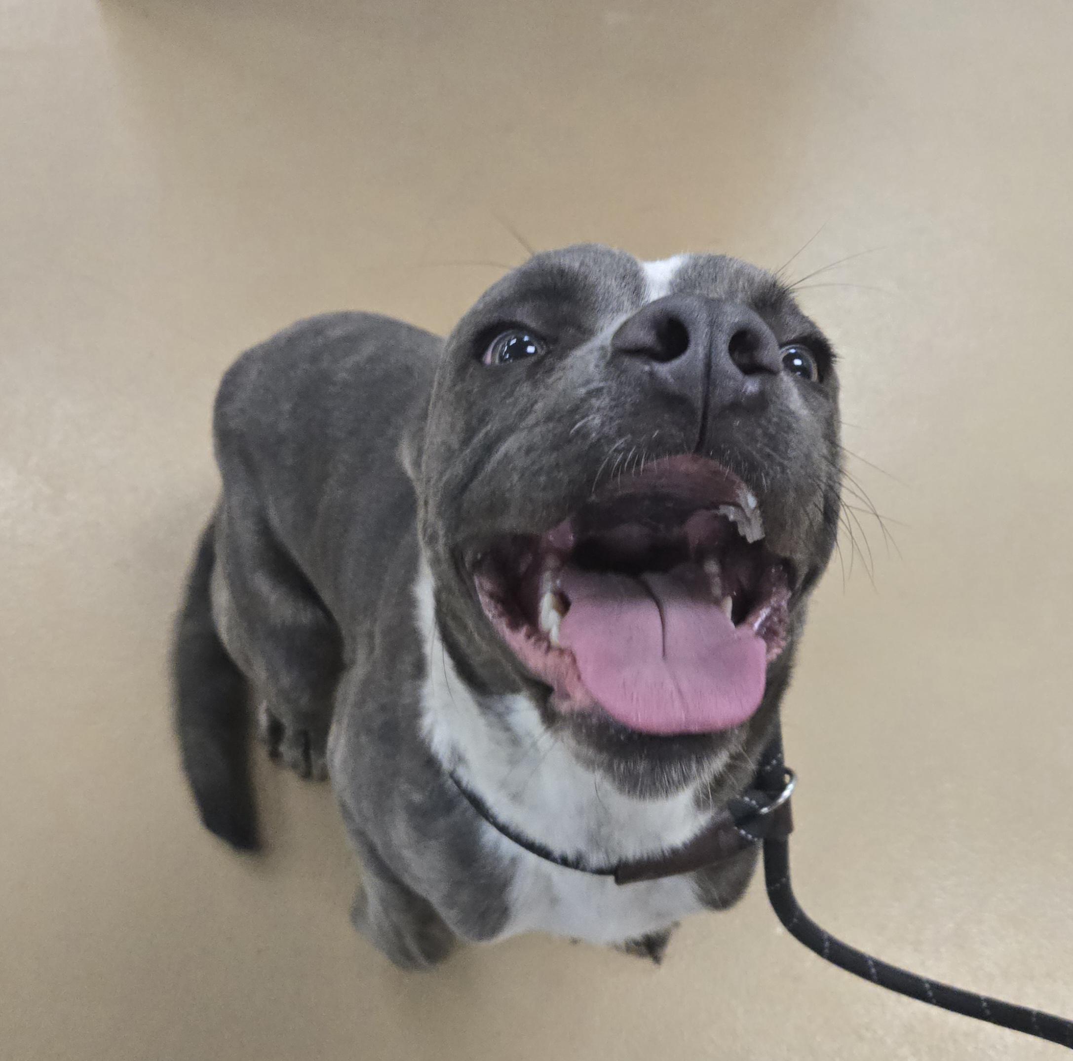 Gremlin (Coming Soon...), a ADOPTABLE American Bully in Xenia , OH image 6/6